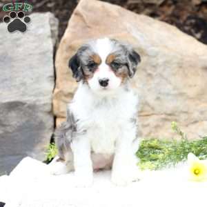 Pansy, Cavapoo Puppy